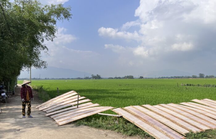 Rice paper drying in sunshine