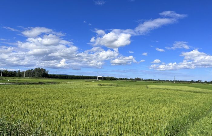 Green rice fields of Binh Dinh