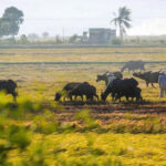 Vietnam countryside life