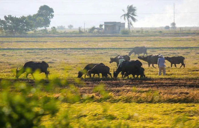 Vietnam countryside life