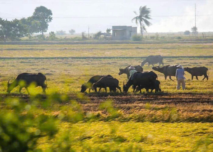 Vietnam countryside life