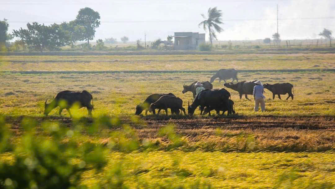Vietnam countryside life
