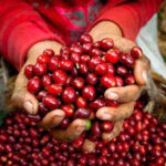 Robusta Coffee in Vietnam