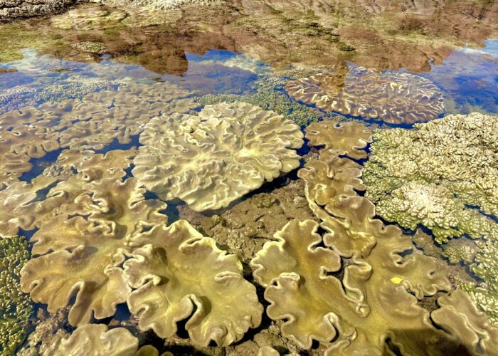 Coral garden at Hon Kho islet