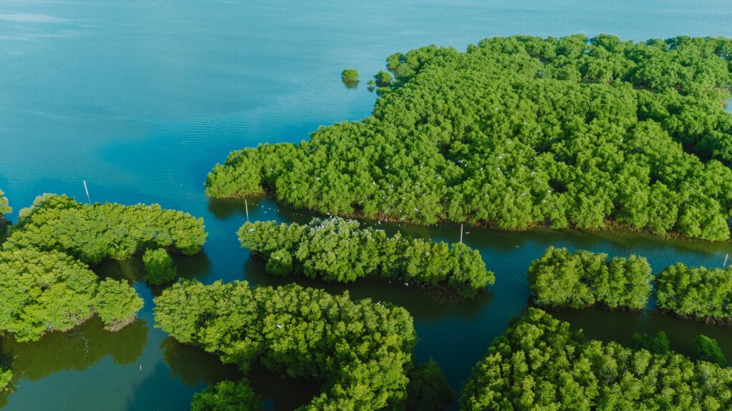 Con Chim ecozone - a journey to explore the mangrove forest ecosystem.