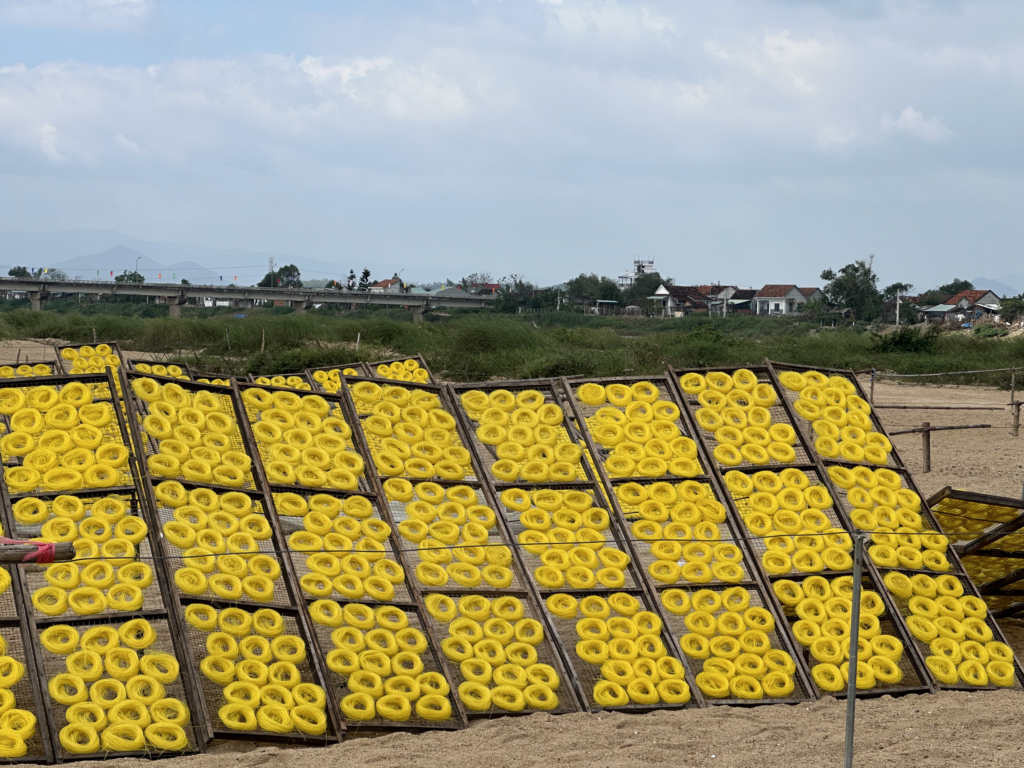 Golden rice noodles drying at An Thai Village in Binh Dinh